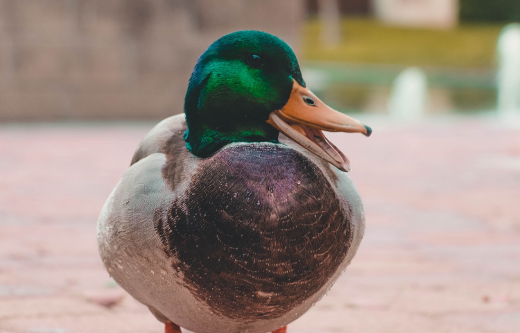 Safety first this duck shooting season