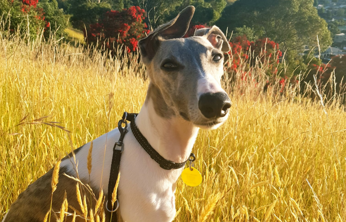 Search on for Napier's Next Dog Model