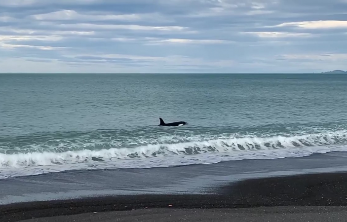 'Simply breathtaking': Orca seen on "surf patrol" along Napier coast