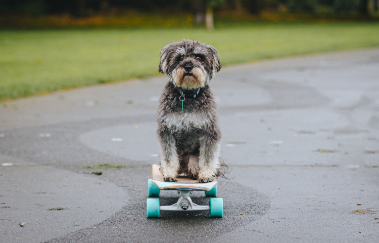 Skate-boarding wonder-pooch crowned Napier's Next Dog Model