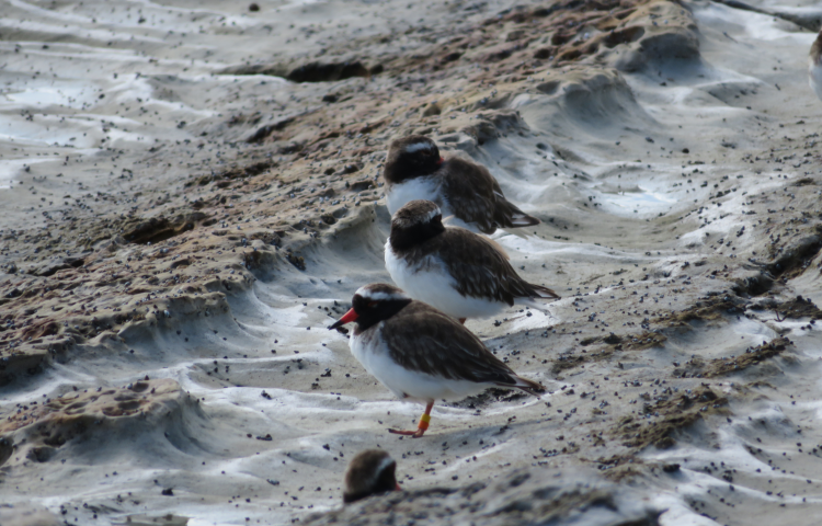 Success for breeding pairs, raise Tūturuatu/Shore Plover population on Waikawa Island