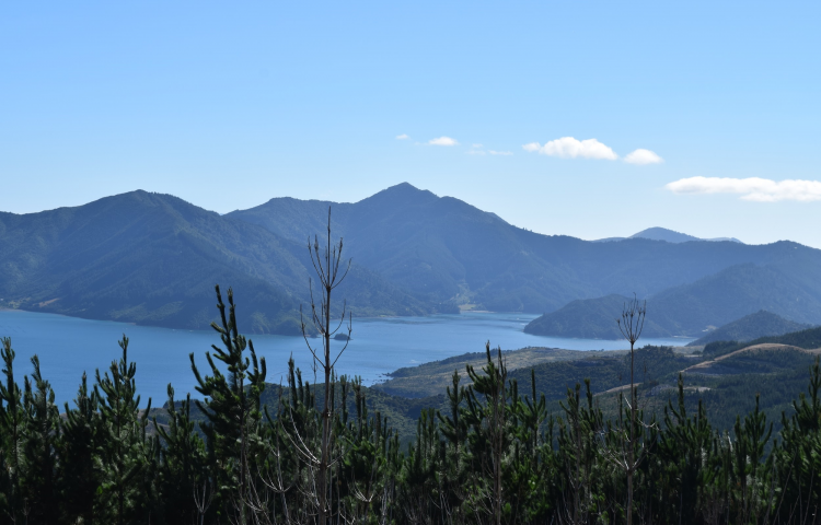 Travel: Nature lessons in the picturesque Marlborough Sounds