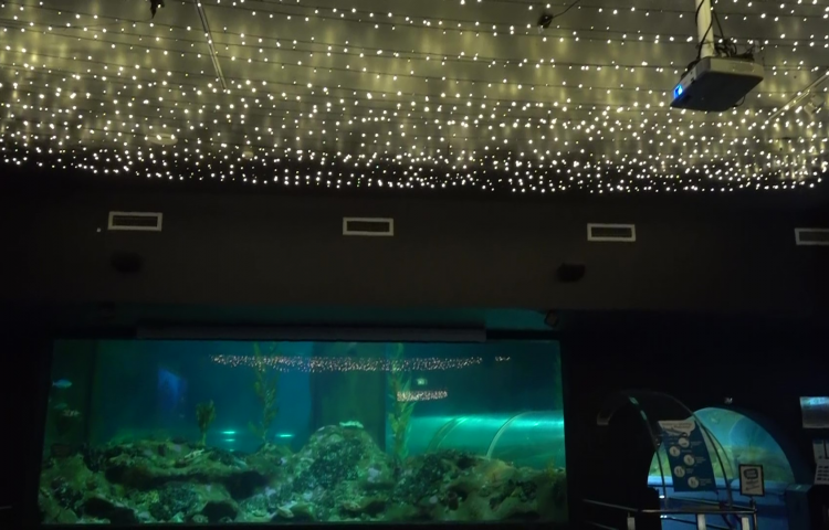 VIDEO: National Aquarium of New Zealand reaches for the stars