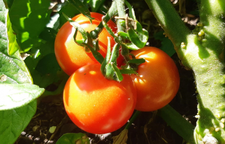 What to do in the garden in February