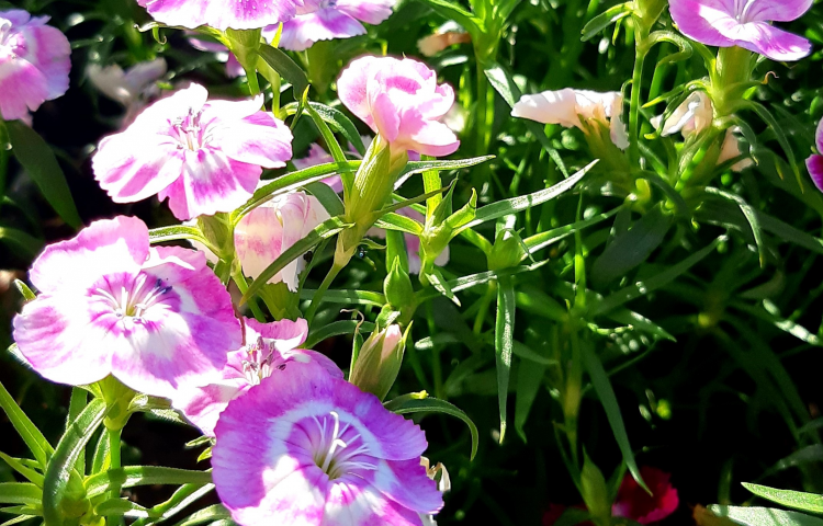 Winter Gardening: There’s plenty to be done