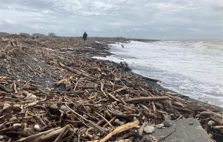 Woody debris being removed from rivers and beaches across the region