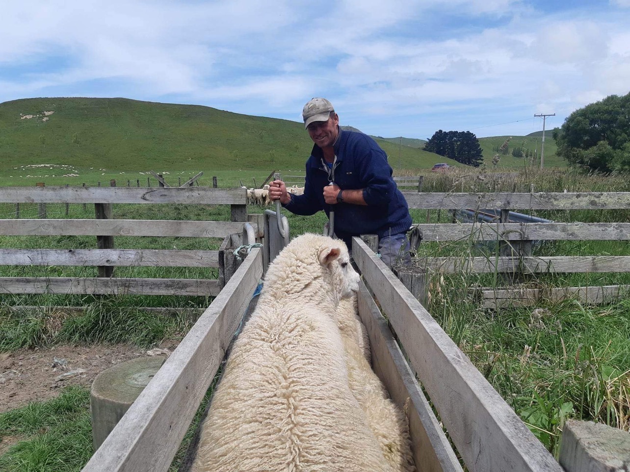 Farmer Tom Syme drafting lambs (Photo: Michaela Gower)